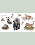 Educational card with illustrations of forest animals on a light green background