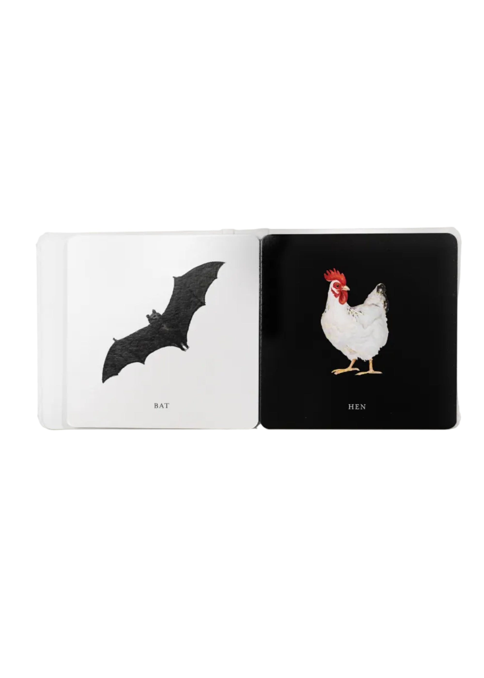 Open book with illustrations of a bat and a hen on black pages.